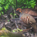 Hill Partridge (image by Dave Farrow)