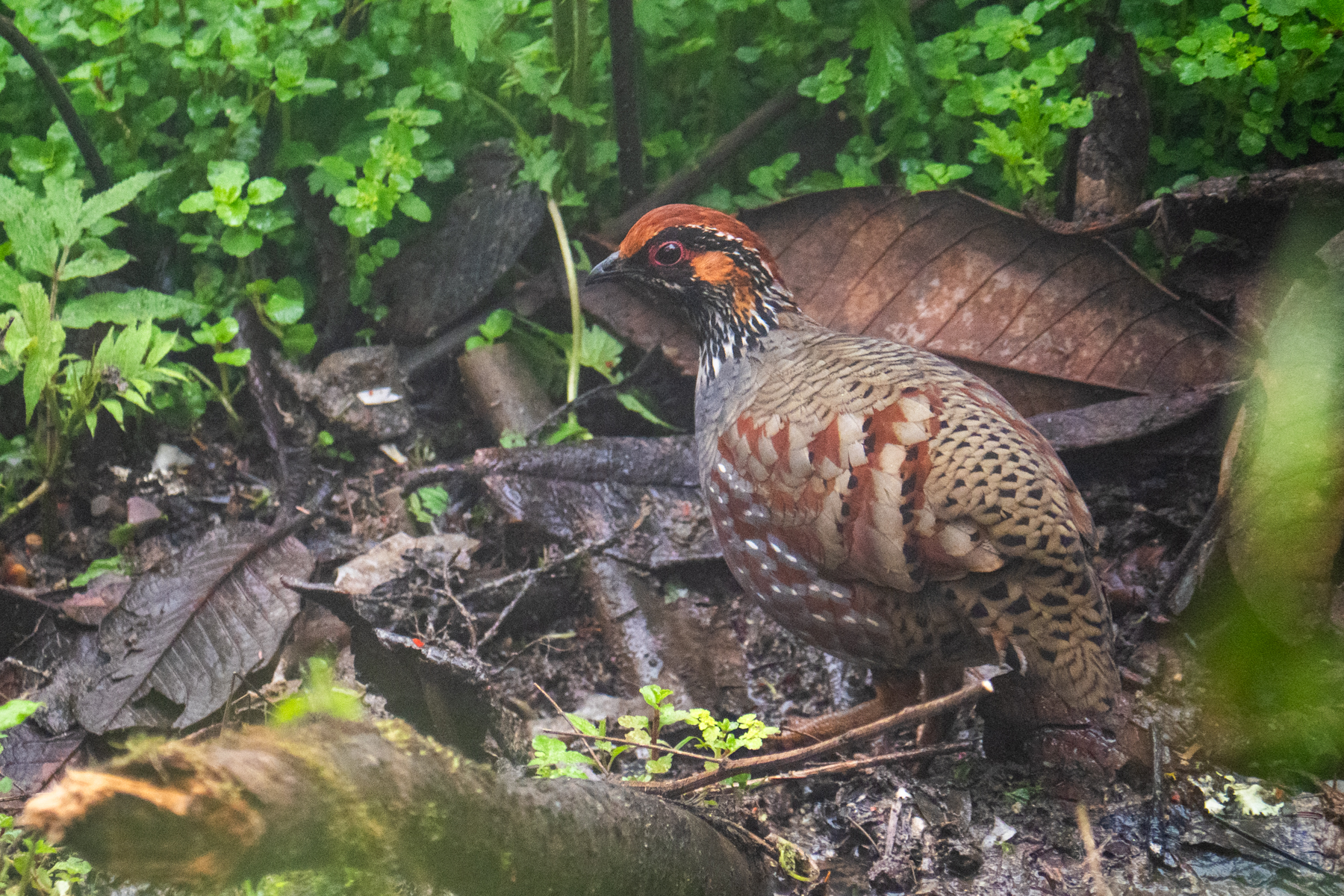 Hill Partridge (image by Dave Farrow)