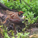 Hill Partridge (image by Dave Farrow)