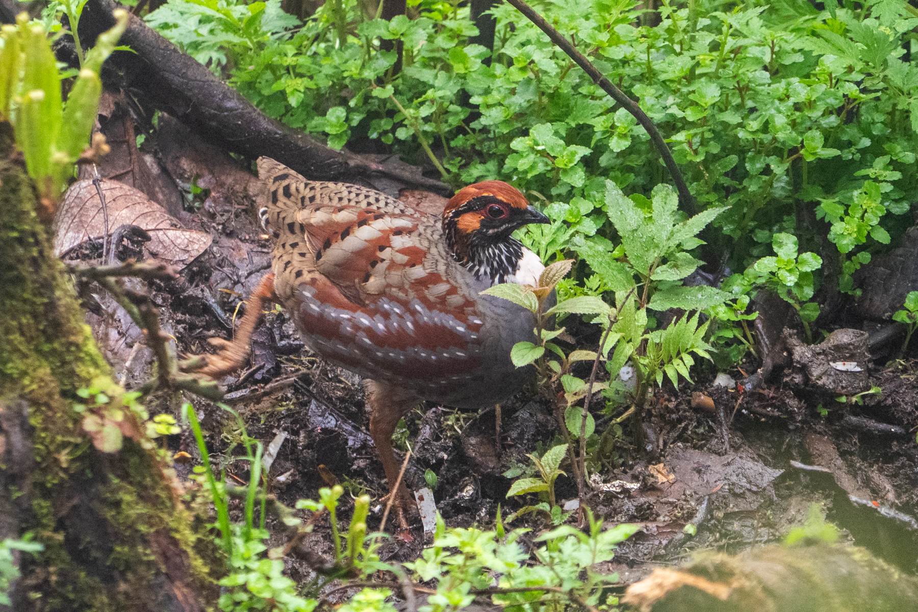Hill Partridge (image by Dave Farrow)