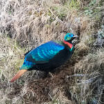 Himalayan Monal (image by Dave Farrow)