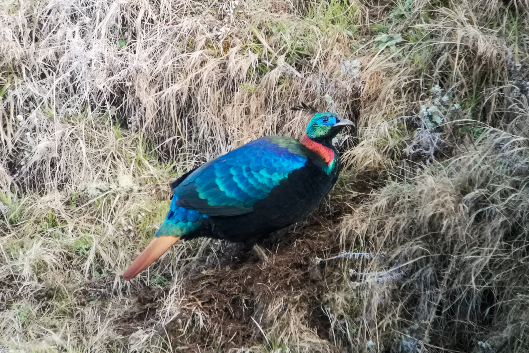 Himalayan Monal (image by Dave Farrow)