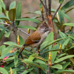 Hoary-throated Barwing (image by Dave Farrow)