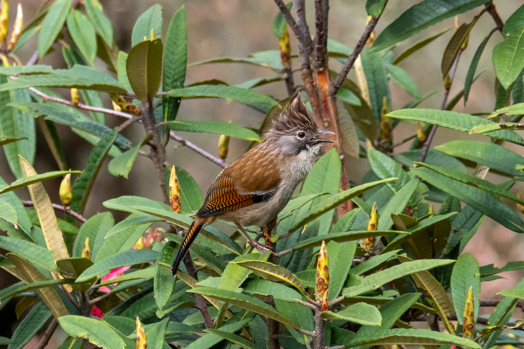 Hoary-throated Barwing (image by Dave Farrow)