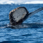 Humpback Whale (image by Mark Van Beirs)