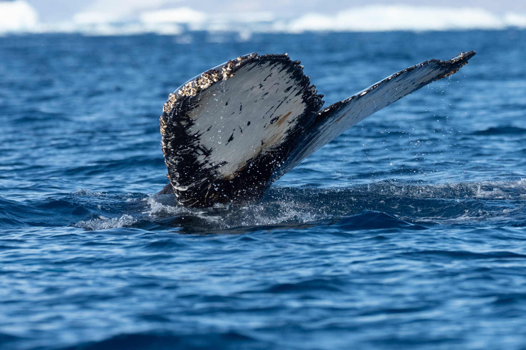 Humpback Whale (image by Mark Van Beirs)