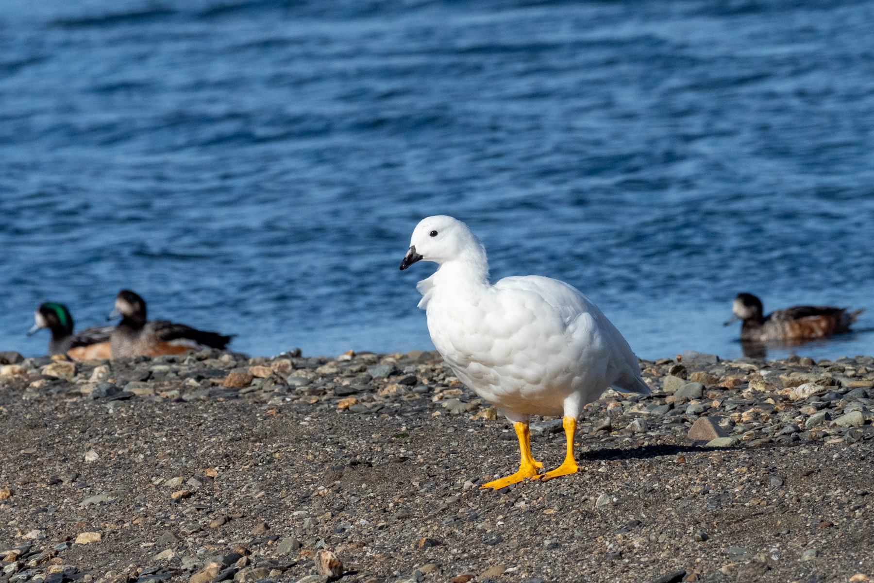 Kelp Goose and Chiloe Wigeons (image by Mark Van Beirs)