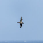 Kerguelen Petrel (image by Nick Lessof)