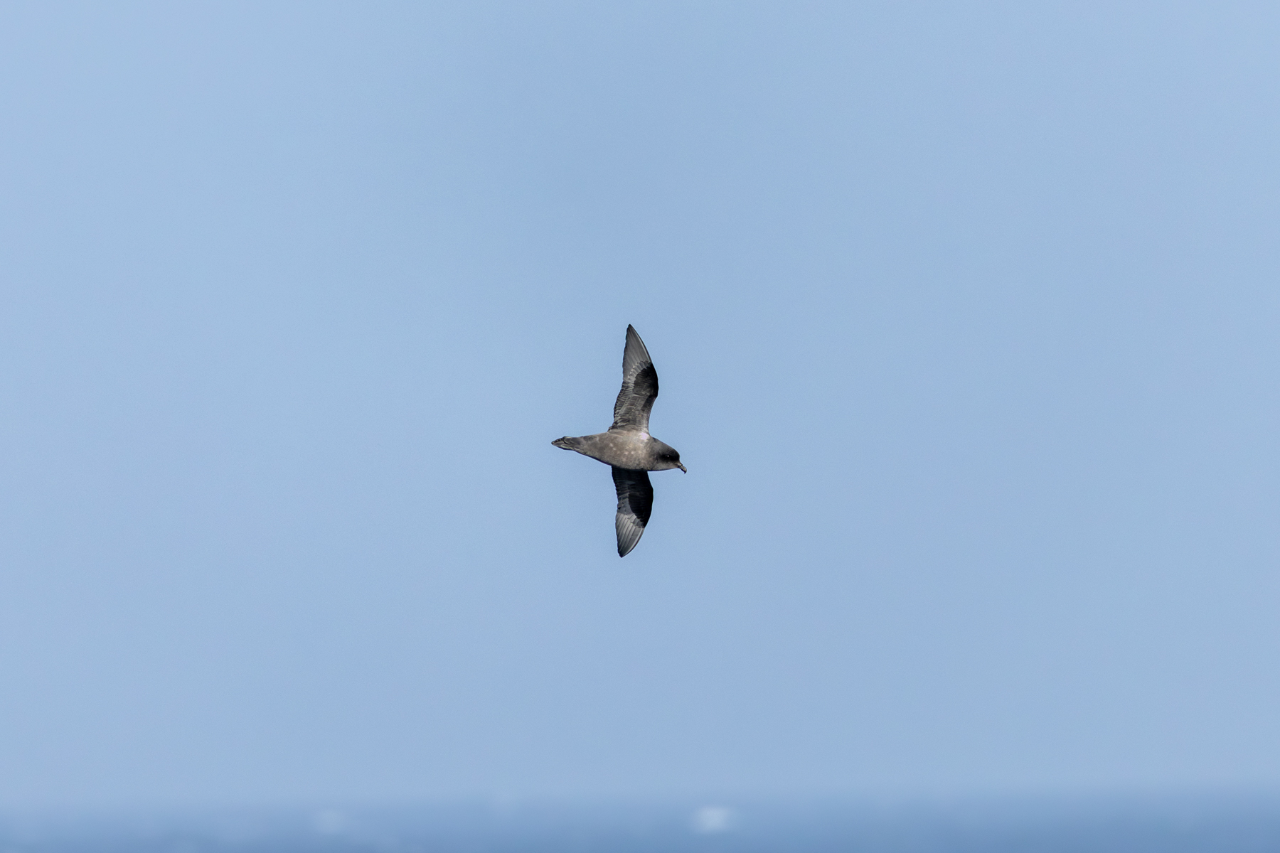 Kerguelen Petrel (image by Nick Lessof)