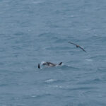 Orcas (image by Nick Lessof)