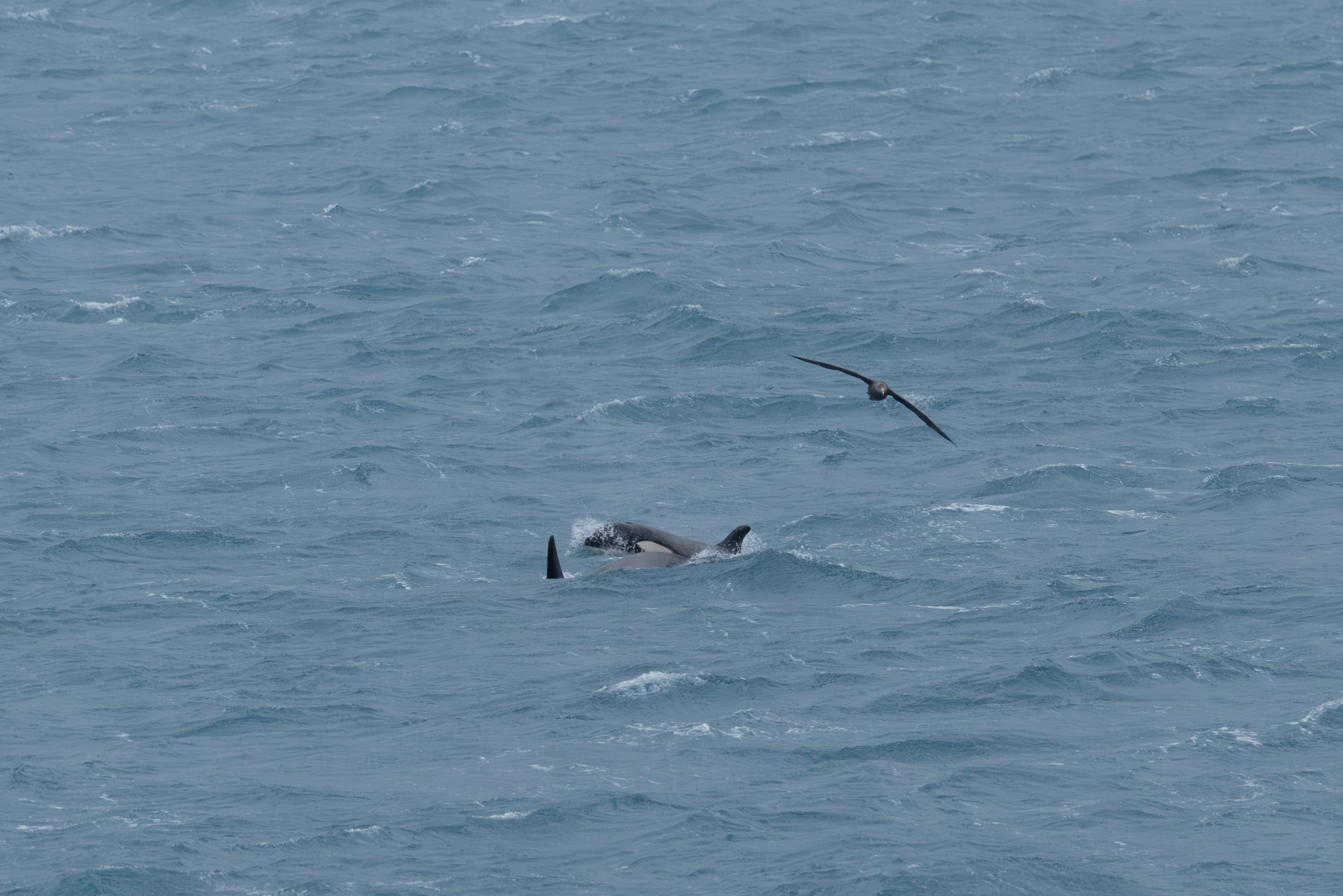 Orcas (image by Nick Lessof)