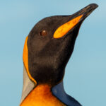 King Penguin (image by Mark Van Beirs)