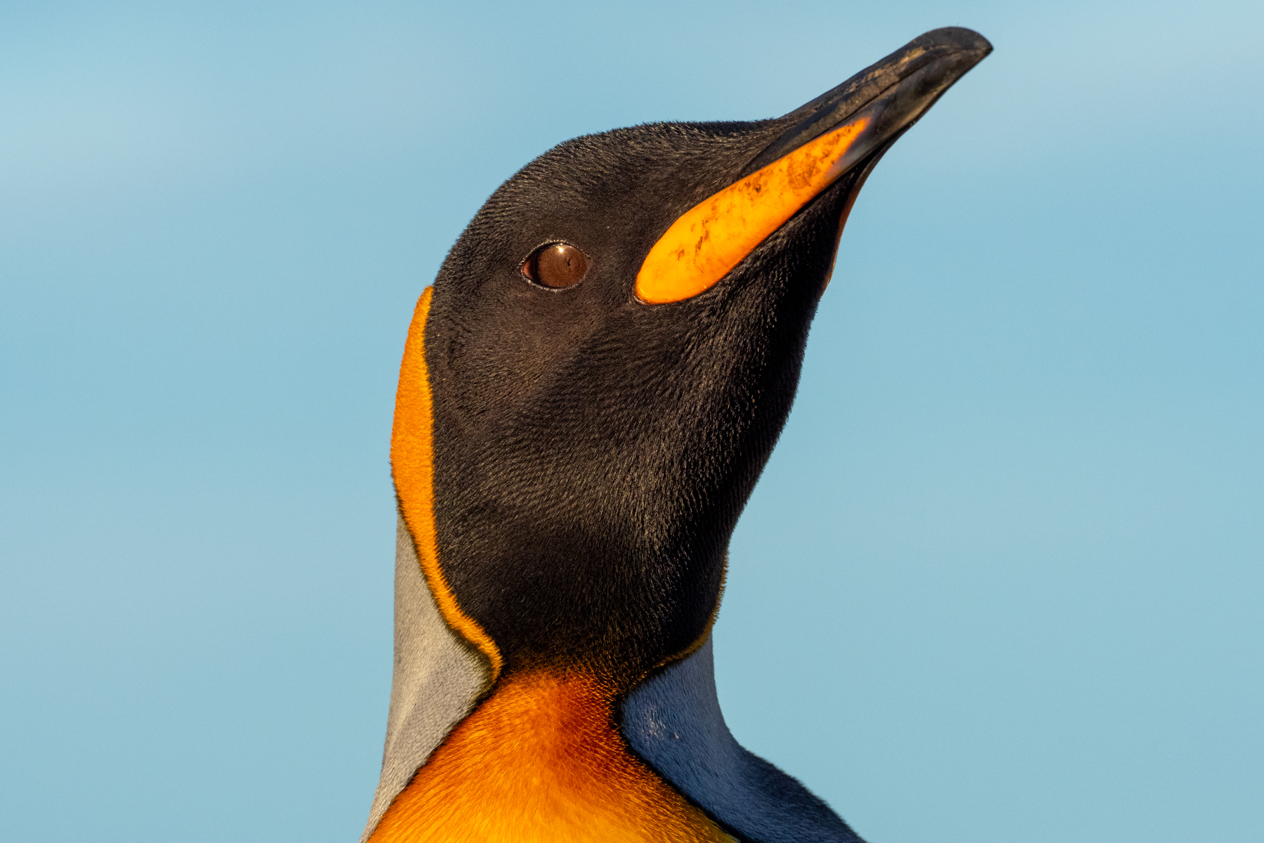 King Penguin (image by Mark Van Beirs)