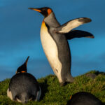 King Penguins (image by Mark Van Beirs)