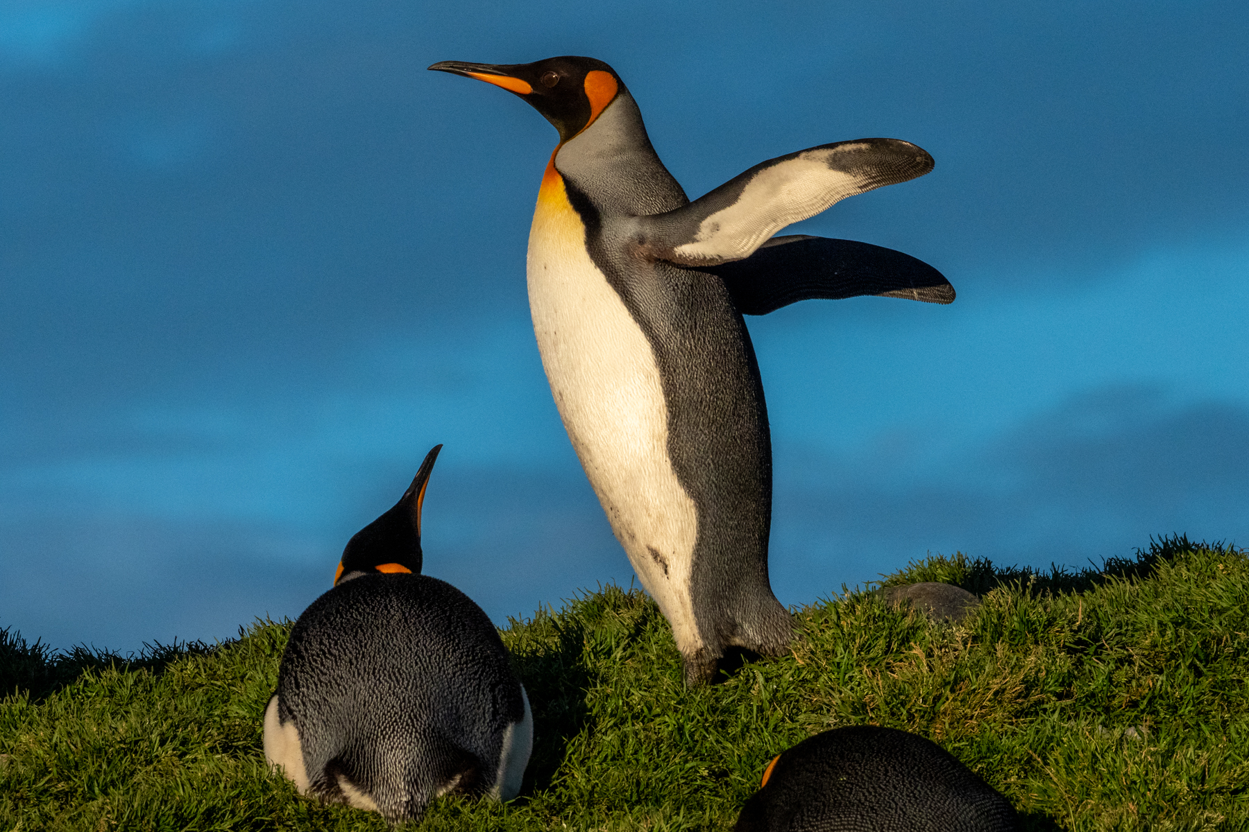 King Penguins (image by Mark Van Beirs)