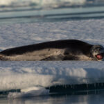 Leopard Seal (image by Mark Van Beirs)