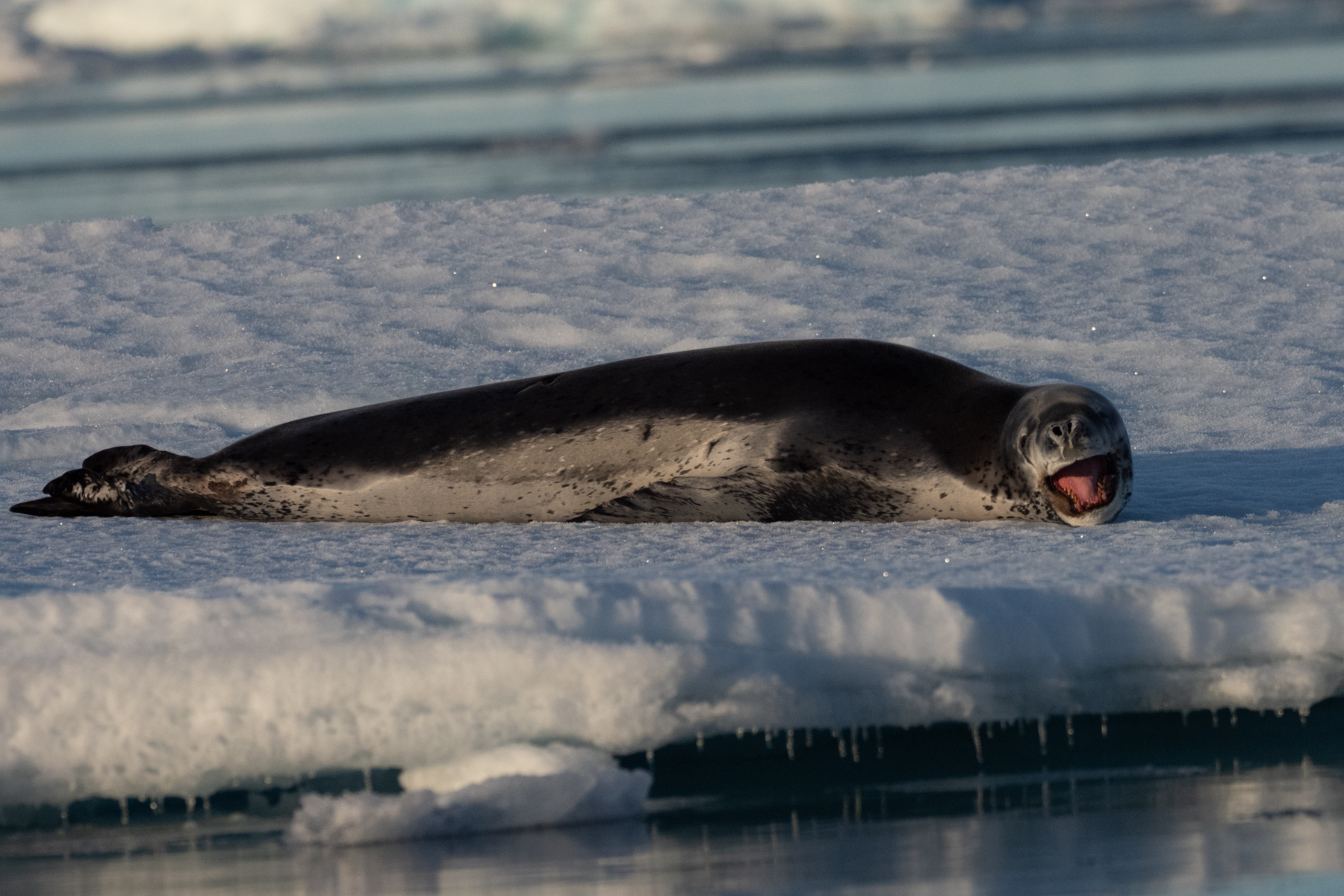 Leopard Seal (image by Mark Van Beirs)