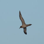 Light-mantled Sooty Albatross (image by Mark Van Beirs)