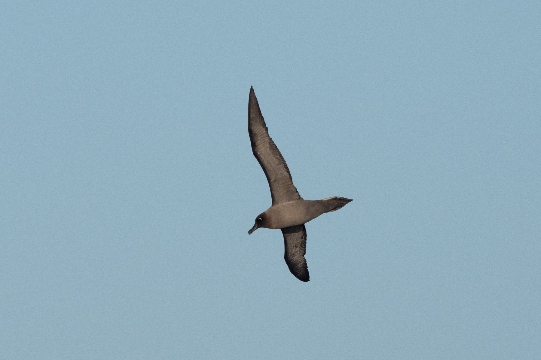 Light-mantled Sooty Albatross (image by Mark Van Beirs)