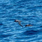 Light-mantled Sooty Albatrosses (image by Mark Van Beirs)