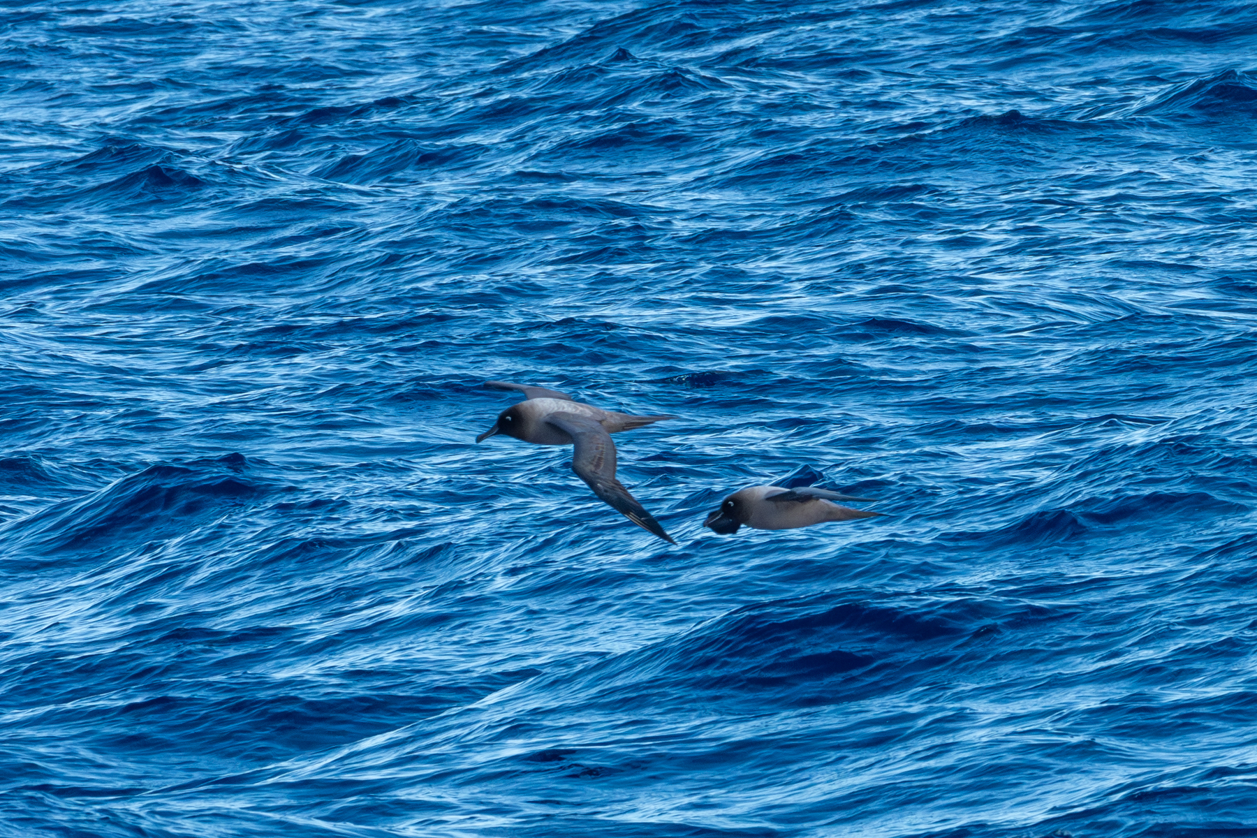 Light-mantled Sooty Albatrosses (image by Mark Van Beirs)