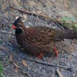 Long-tailed Wood-Partridge (image by Leo Garrigues)