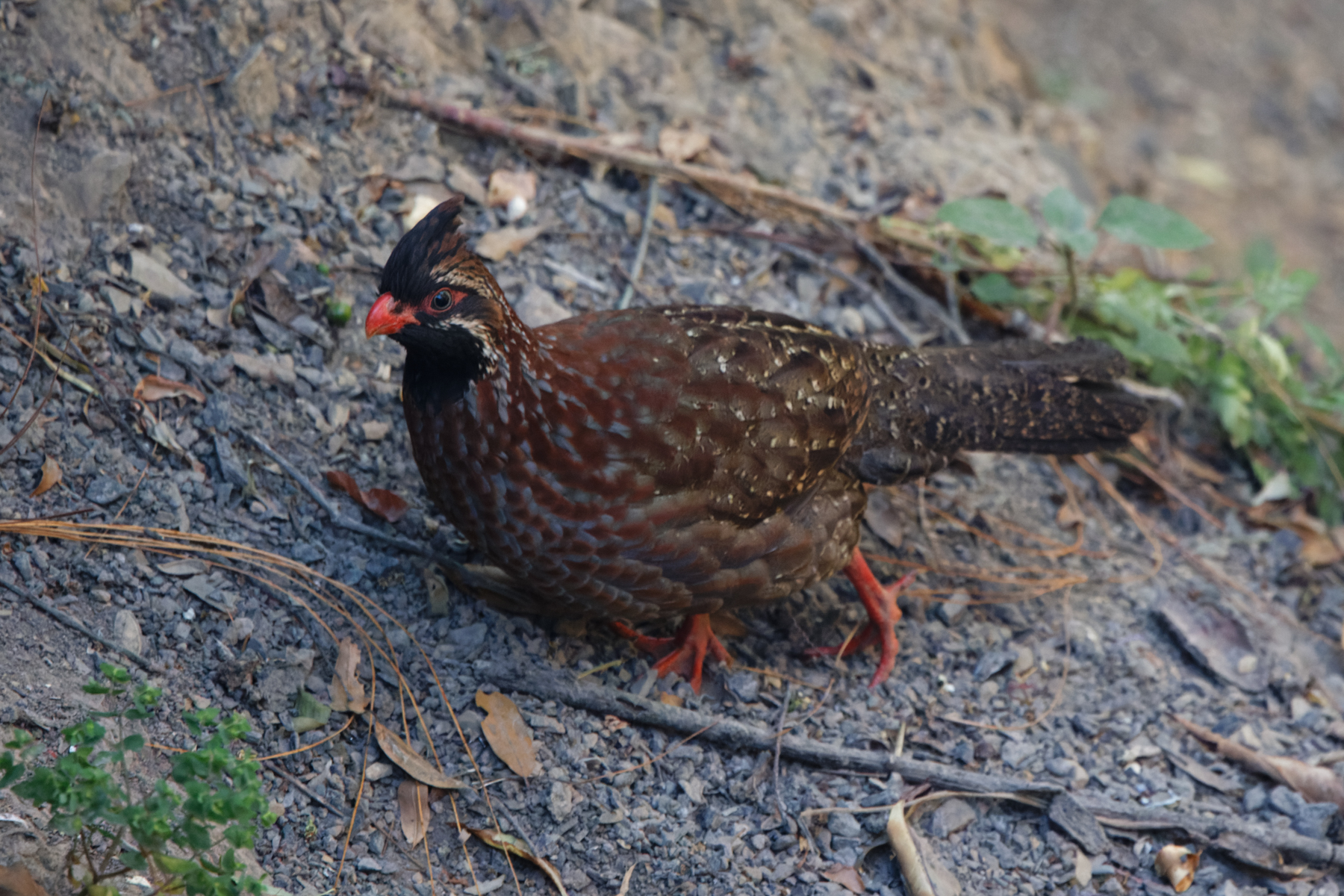 Long-tailed Wood-Partridge (image by Leo Garrigues)