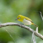 Lowland White-eye (image by Vincent van der Spek)