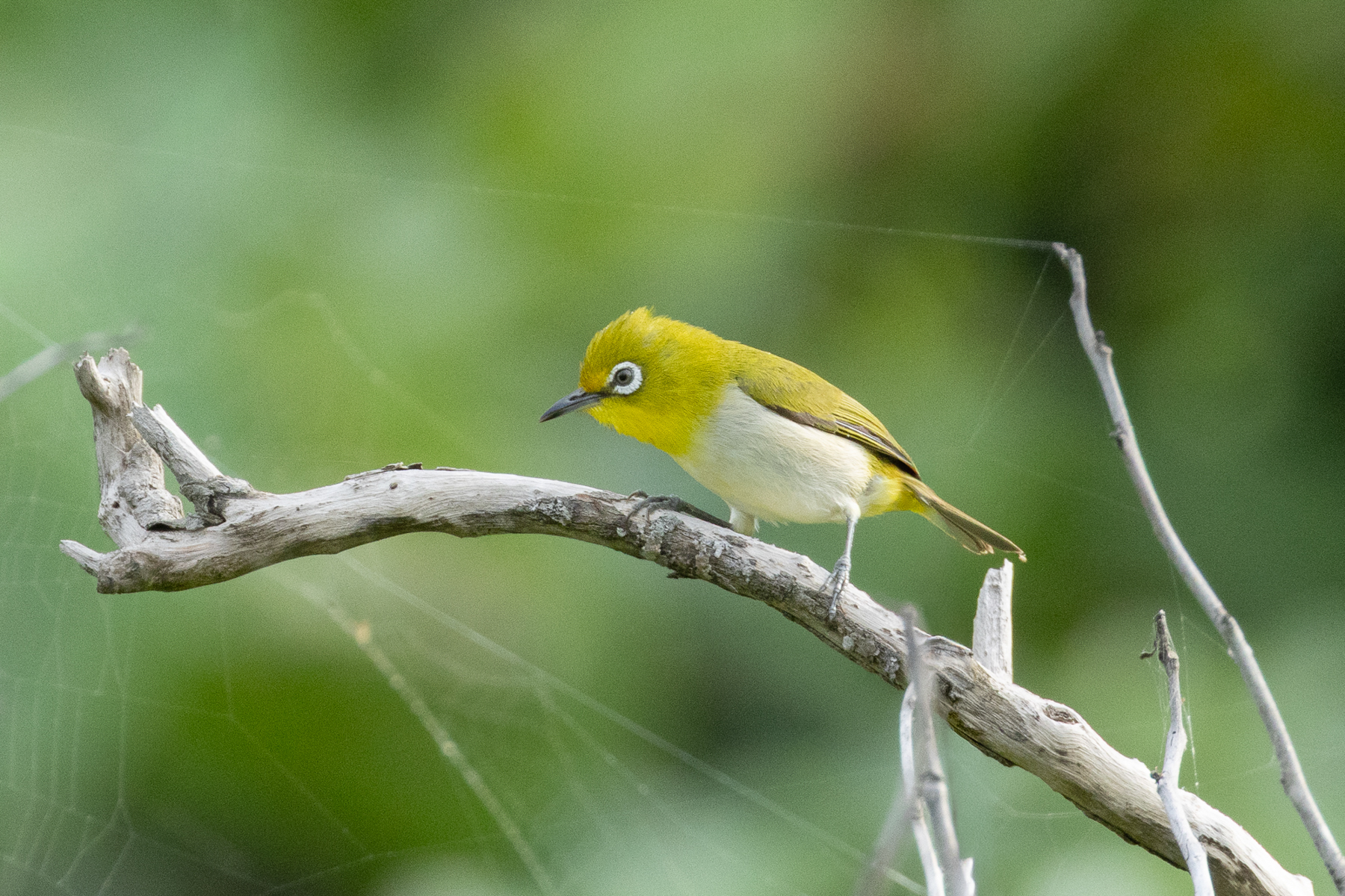 Lowland White-eye (image by Vincent van der Spek)