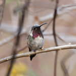 Lucifer Sheartail (Morelos Pre-Extension) (image by Leo Garrigues)