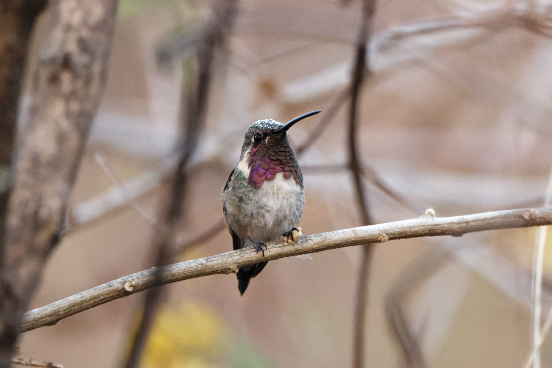 Lucifer Sheartail (Morelos Pre-Extension) (image by Leo Garrigues)