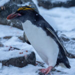 Macaroni Penguin (image by Mark Van Beirs)