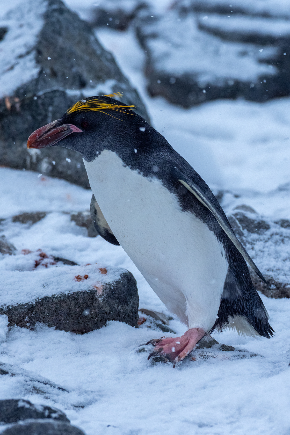 Macaroni Penguin (image by Mark Van Beirs)