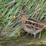 Magellanic Snipe (image by Mark Van Beirs)