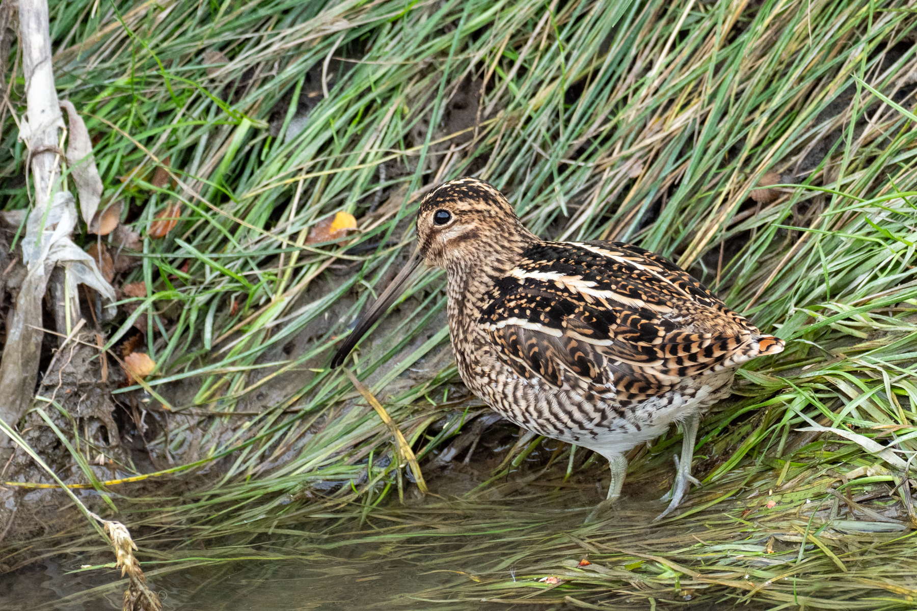Magellanic Snipe (image by Mark Van Beirs)