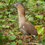 Malayan Night Heron (image by Vincent van der Spek)