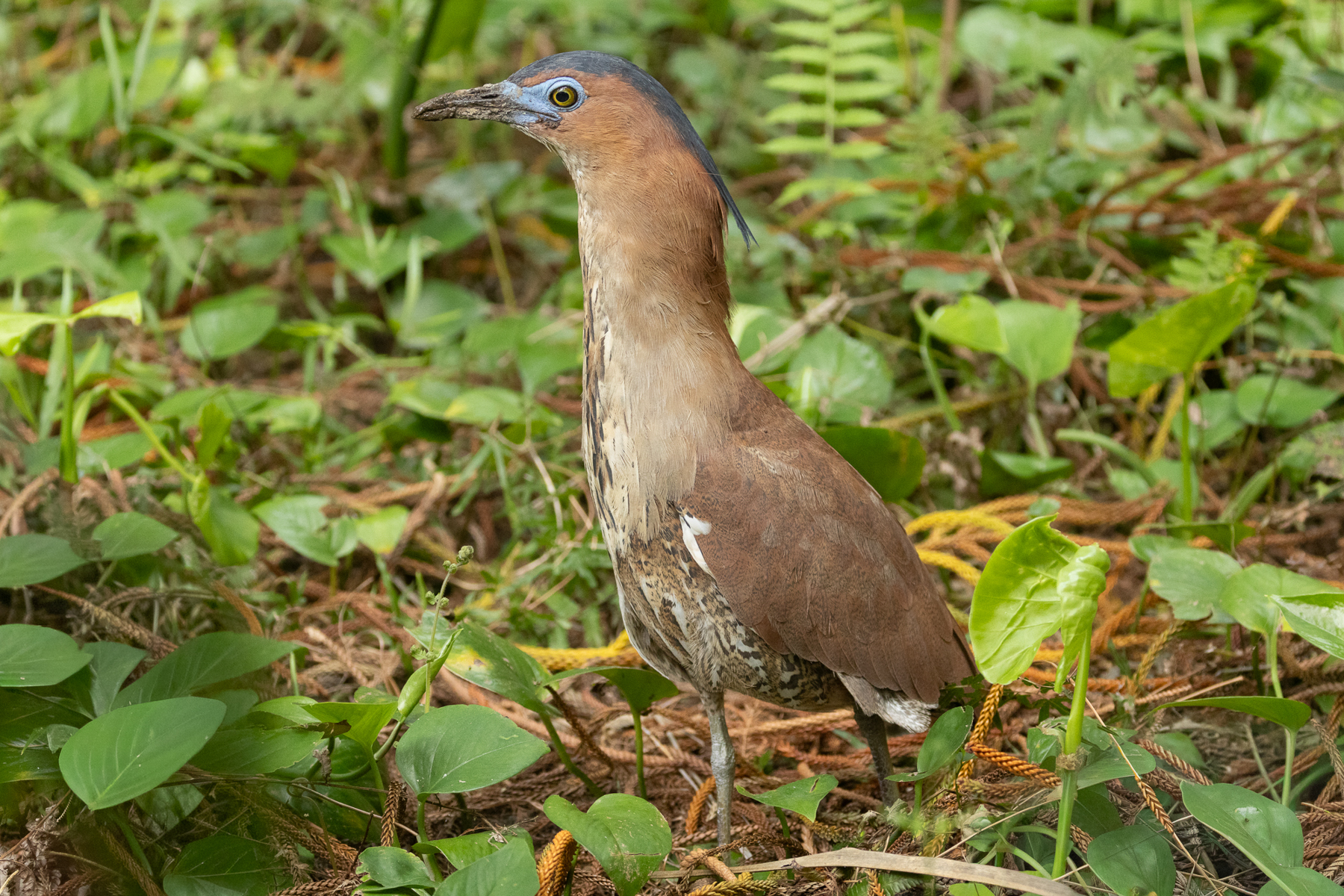 Malayan Night Heron (image by Vincent van der Spek)