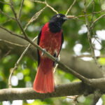 male Maroon Oriole (image by Vincent van der Spek)