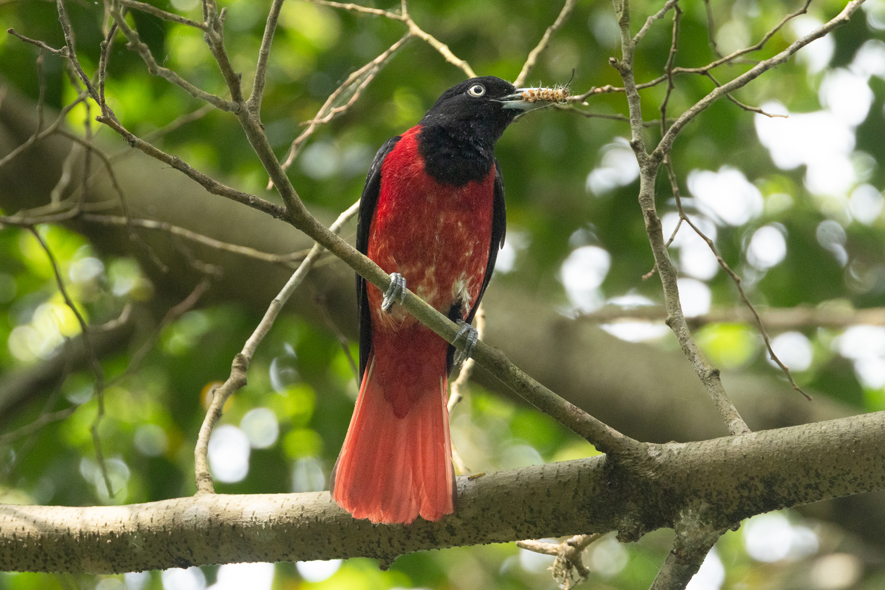 male Maroon Oriole (image by Vincent van der Spek)