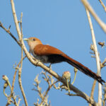 Mexican Squirrel Cuckoo (image by Leo Garrigues)