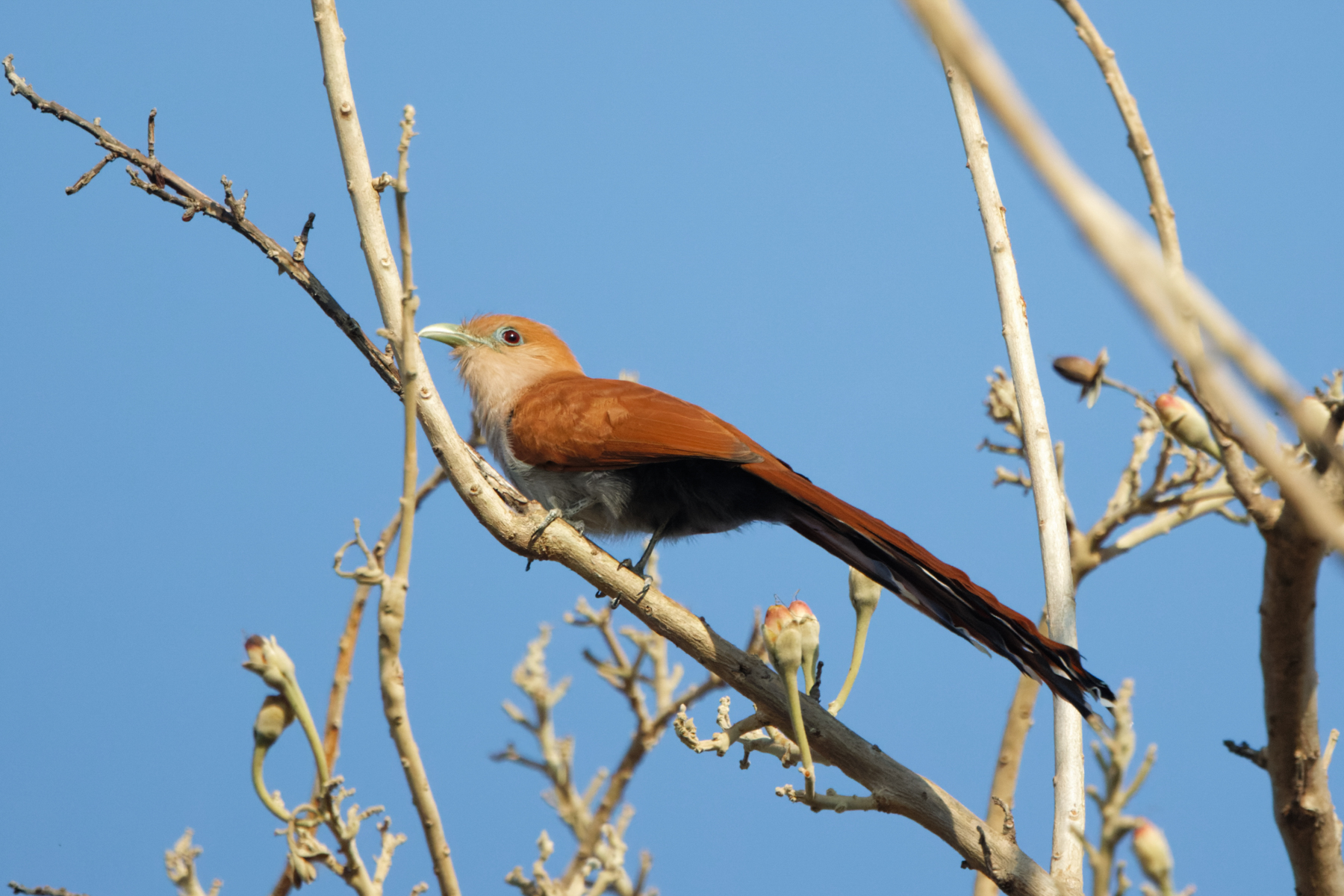 Mexican Squirrel Cuckoo (image by Leo Garrigues)