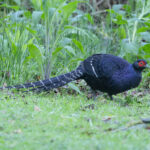 Mikado Pheasant (image by Vincent van der Spek)