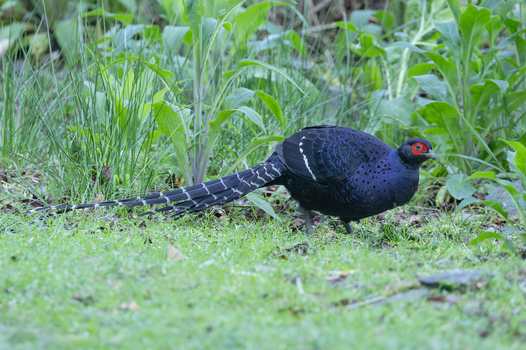 Mikado Pheasant (image by Vincent van der Spek)