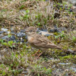 Mongolian Short-toed Lark (image by Dave Farrow)