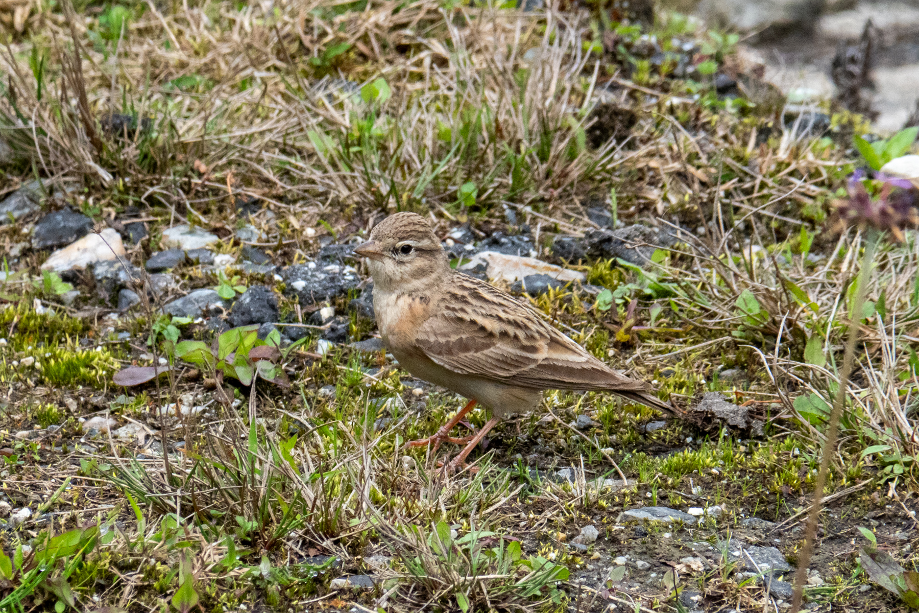 Mongolian Short-toed Lark (image by Dave Farrow)