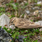 Mongolian Short-toed Lark (image by Dave Farrow)