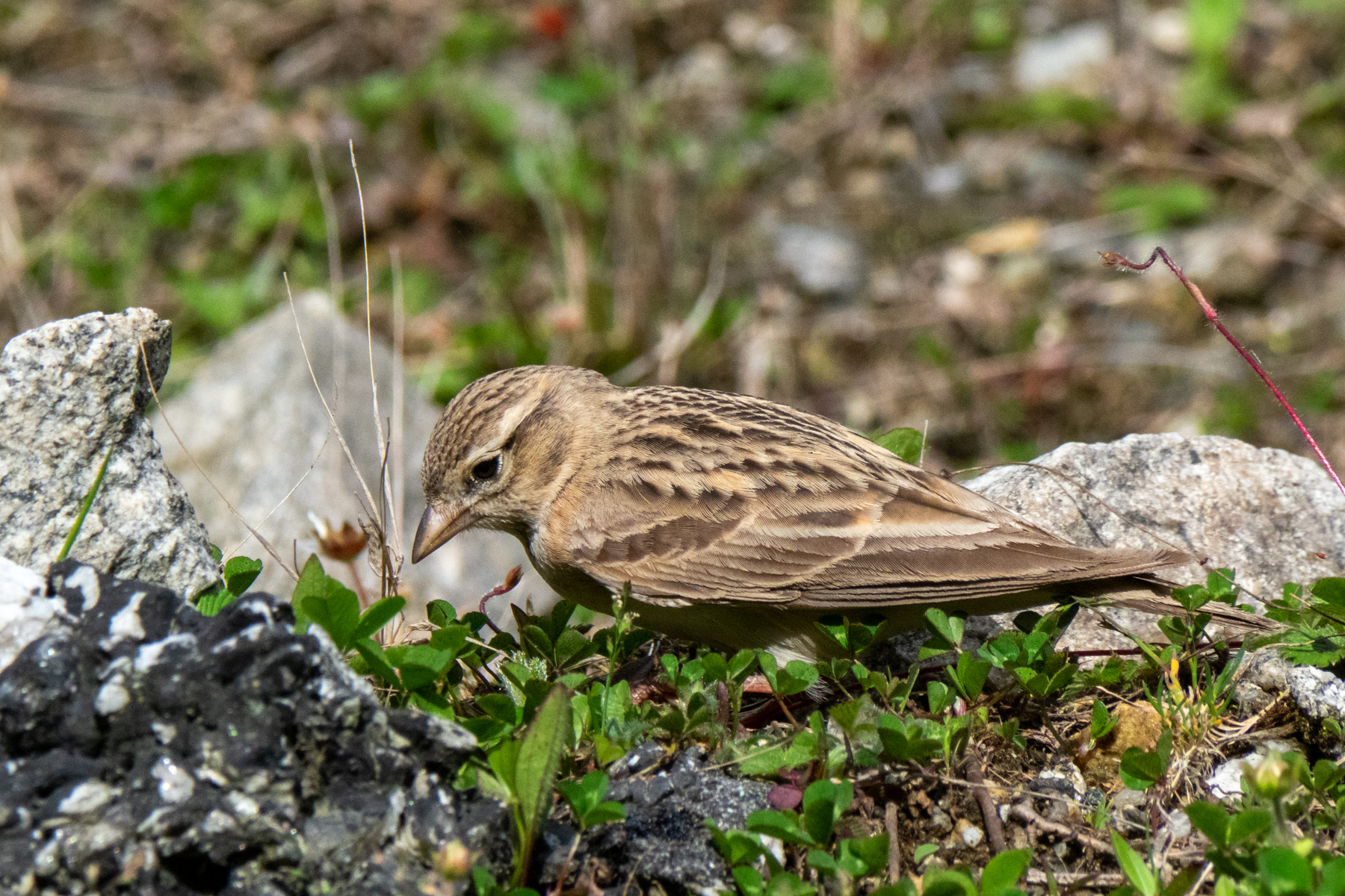 Mongolian Short-toed Lark (image by Dave Farrow)