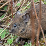 Moupin Pika (image by Dave Farrow)