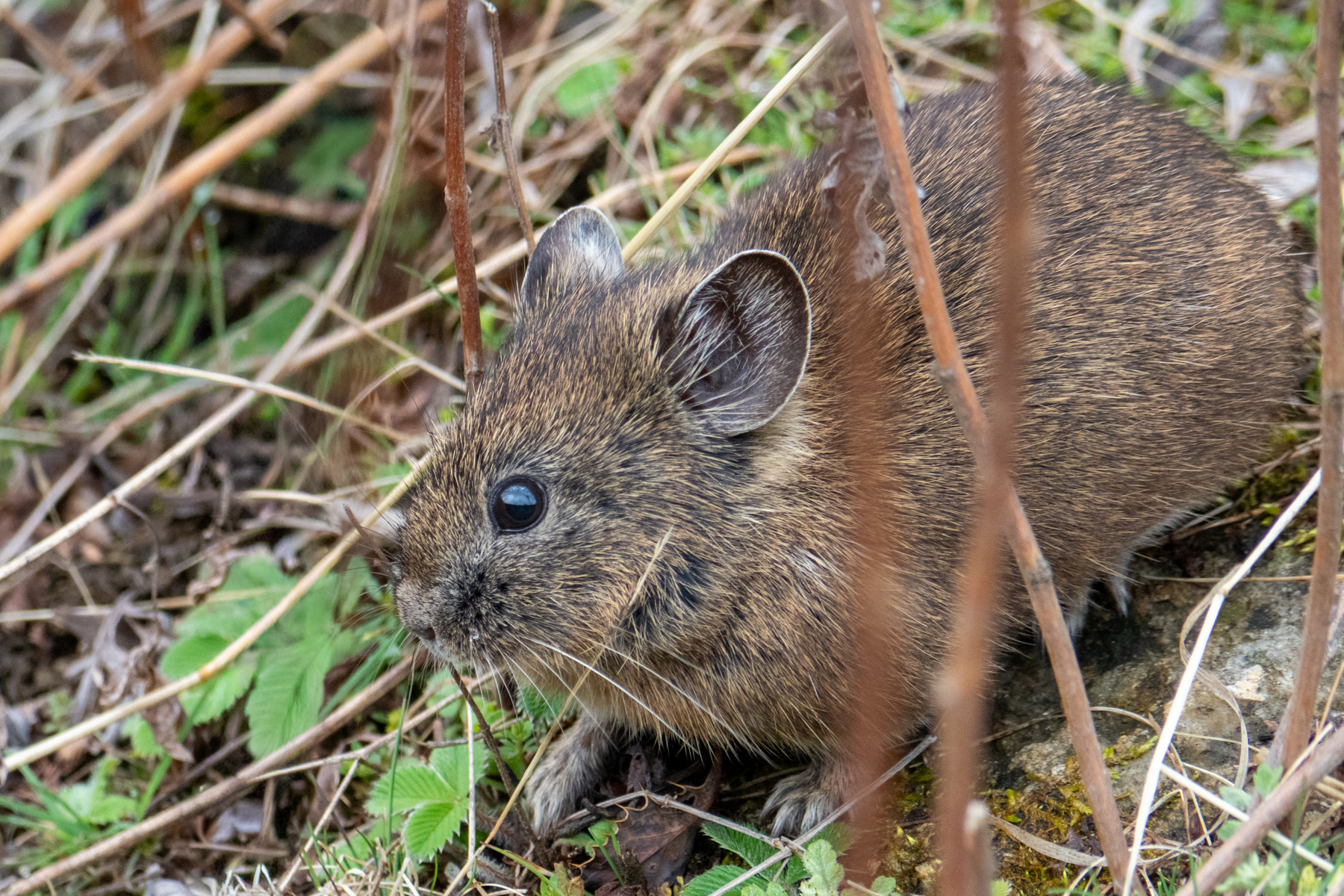 Moupin Pika (image by Dave Farrow)