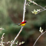 male Mrs Gould's Sunbird (image by Dave Farrow)